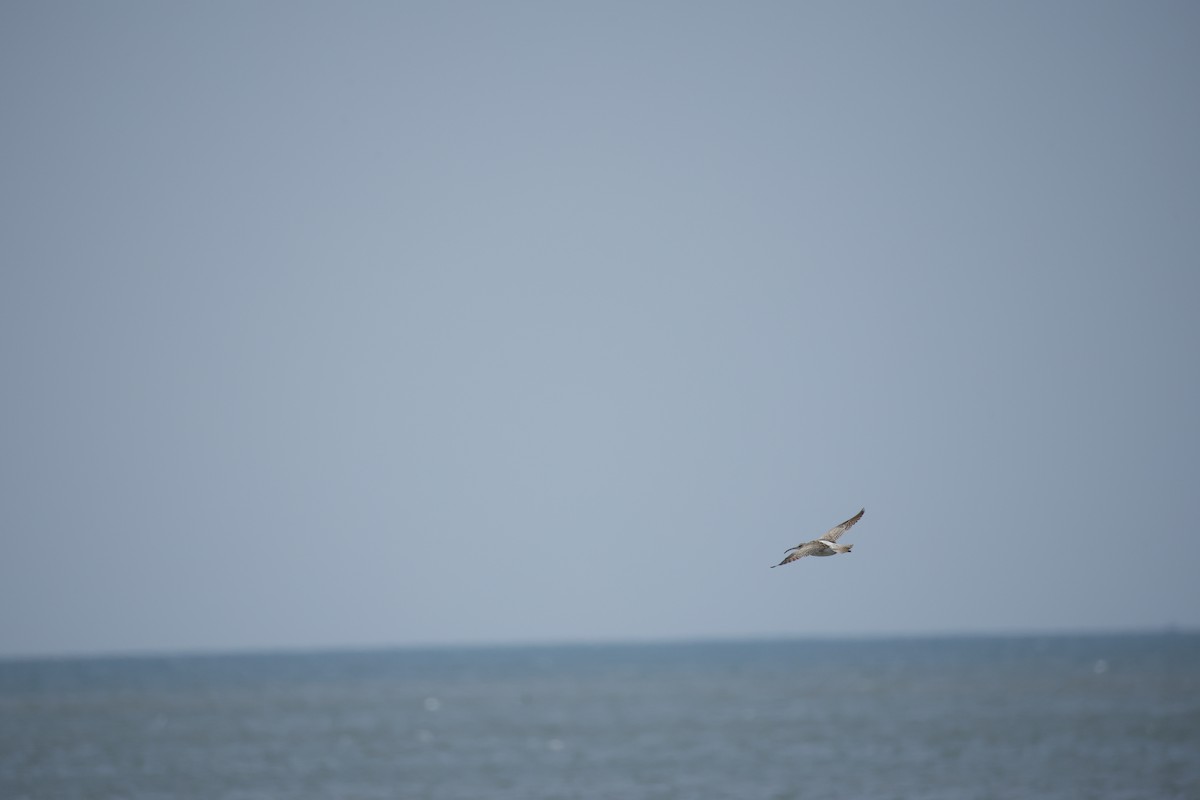 småspove (phaeopus gr.) - ML643743856