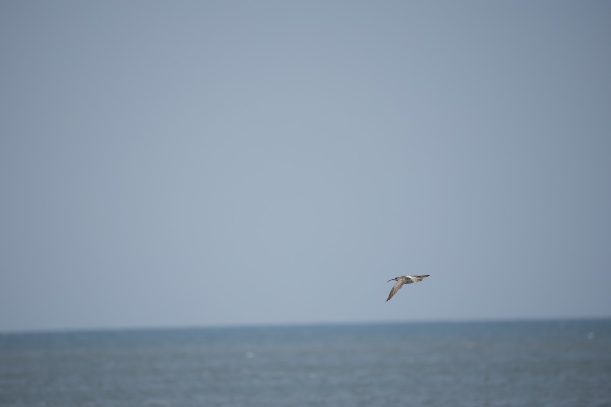 småspove (phaeopus gr.) - ML643743857