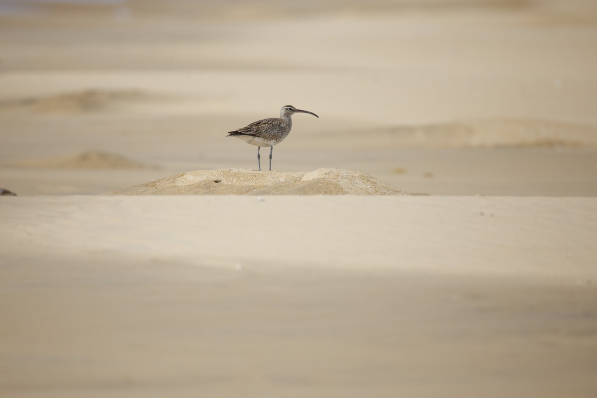 småspove (phaeopus gr.) - ML643743858