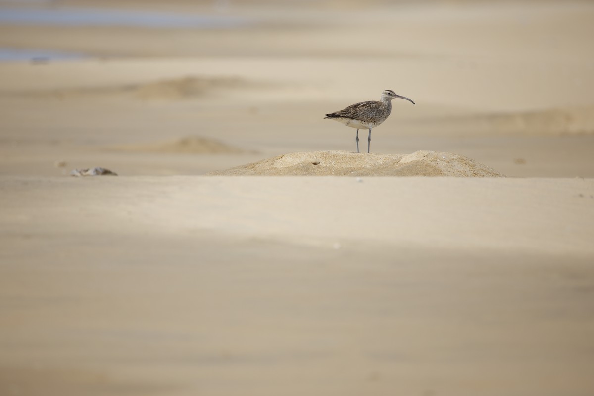 småspove (phaeopus gr.) - ML643743859