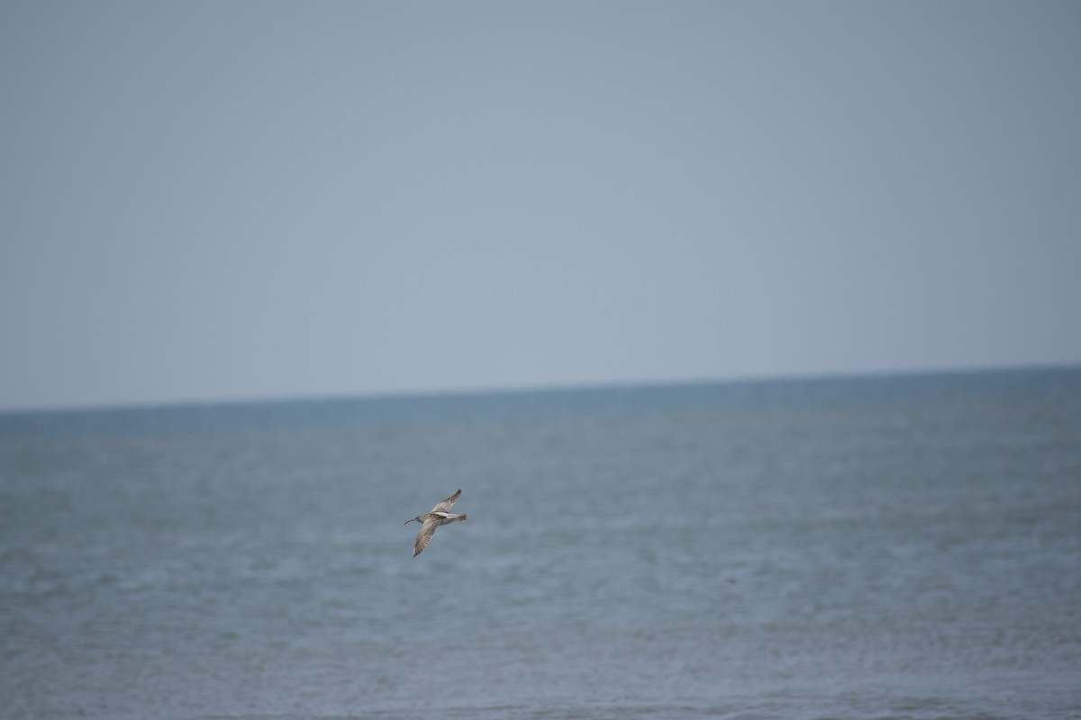 småspove (phaeopus gr.) - ML643743860