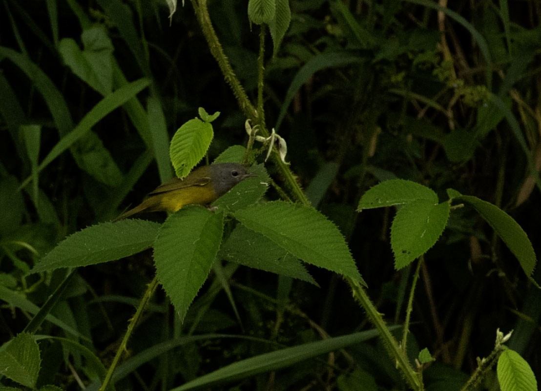 svartbrystparula - ML643743871