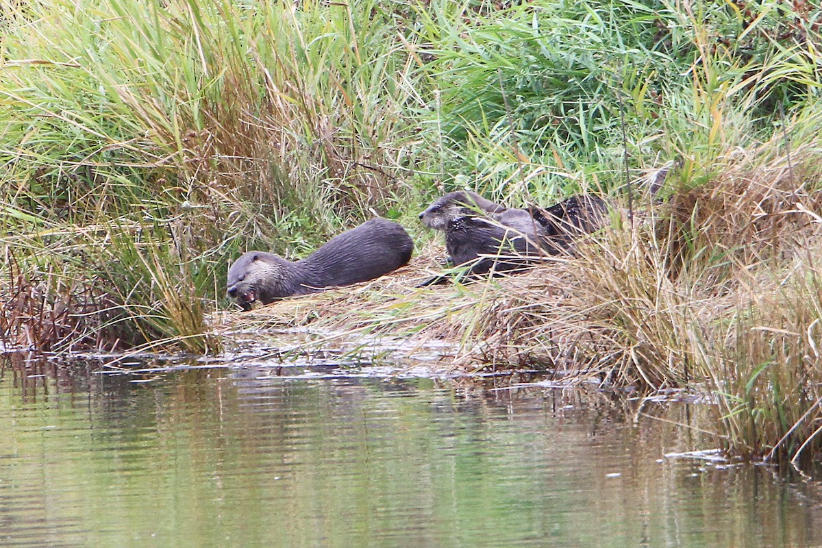 Western River Otter - ML643743877
