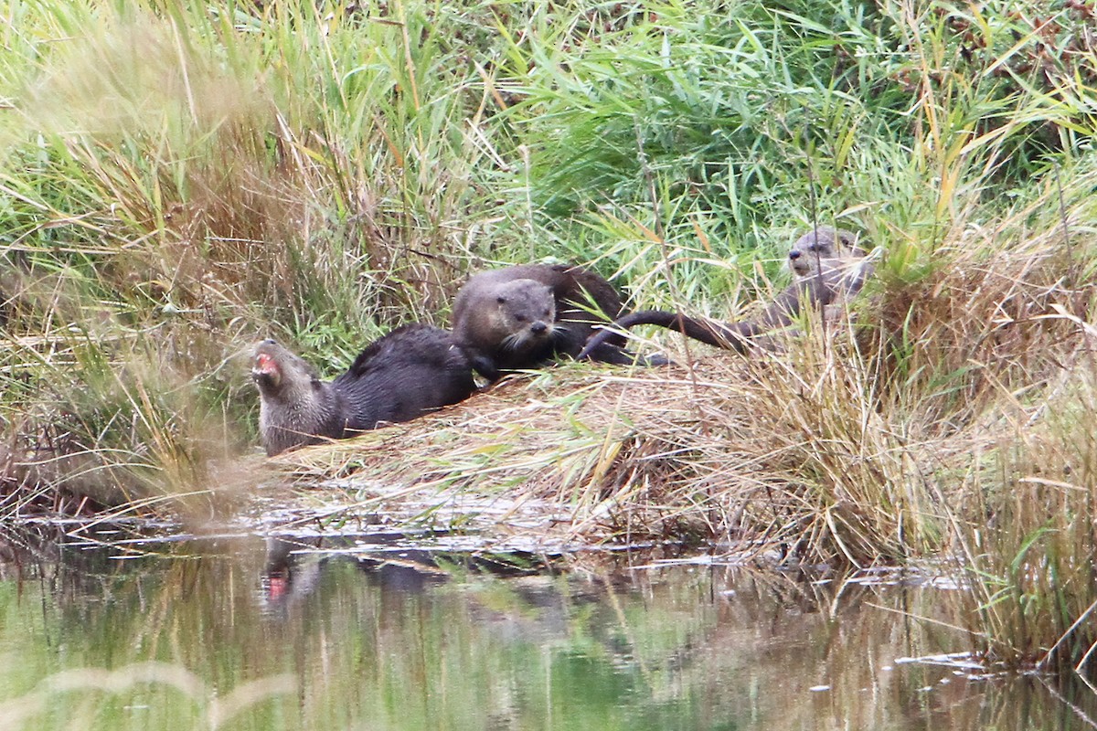 Western River Otter - ML643743887