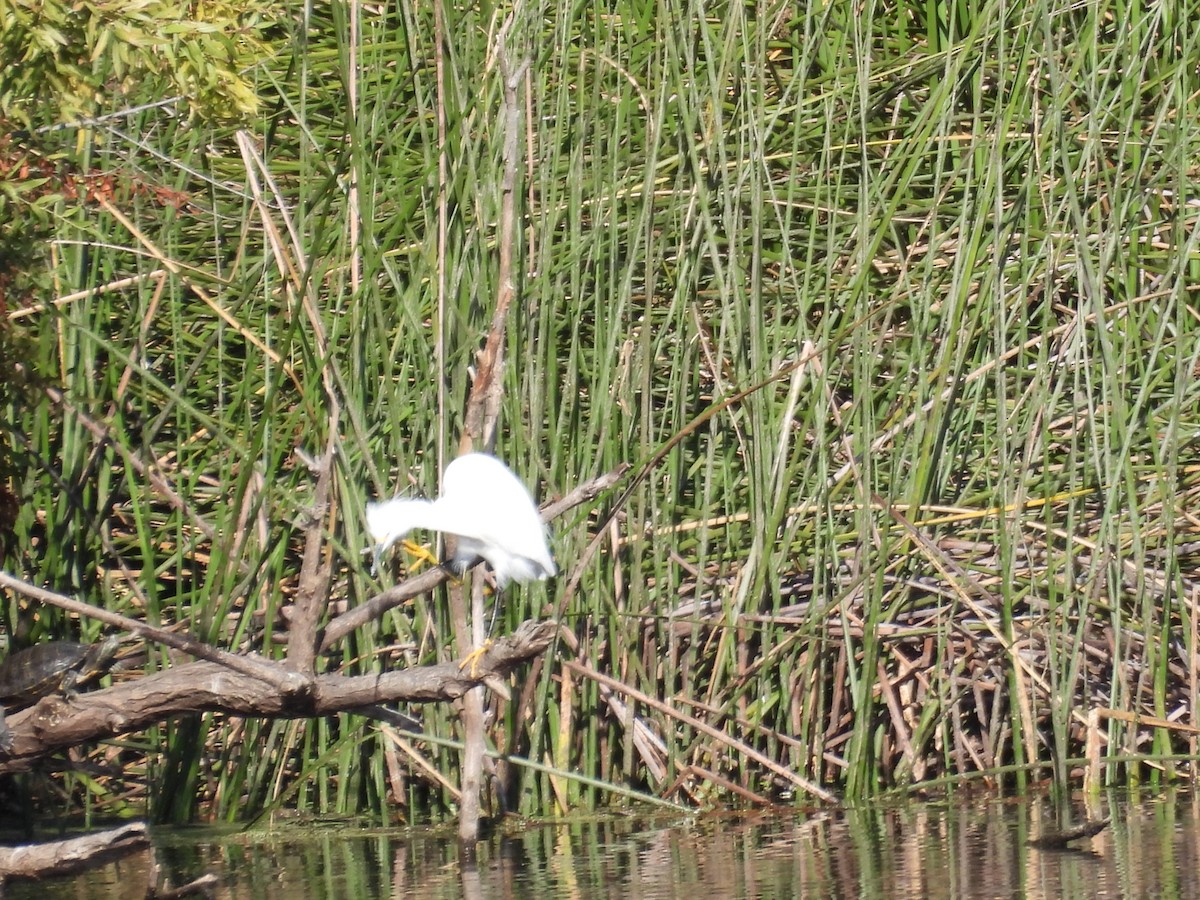 Snowy Egret - ML643743889