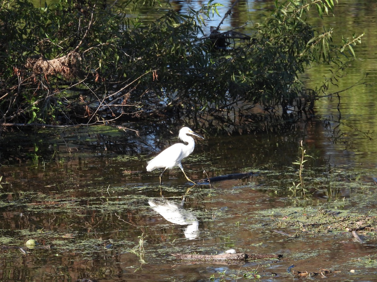 Snowy Egret - ML643743890