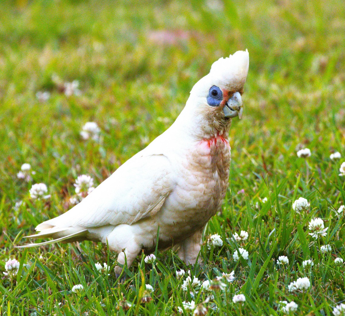 Little Corella - ML643743905
