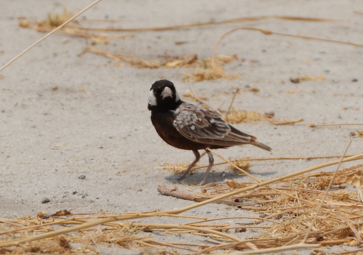 Gray-backed Sparrow-Lark - ML643743907