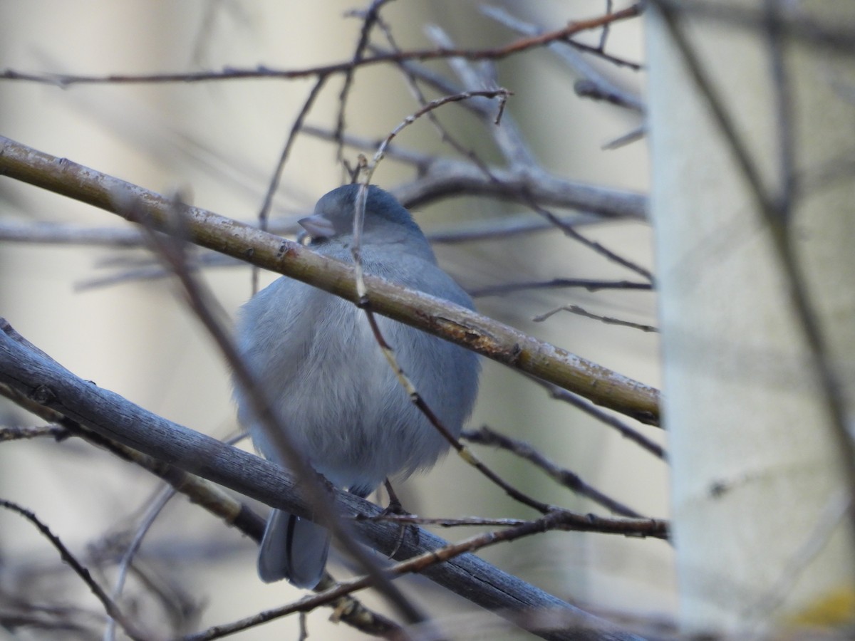 Dark-eyed Junco - ML643743910
