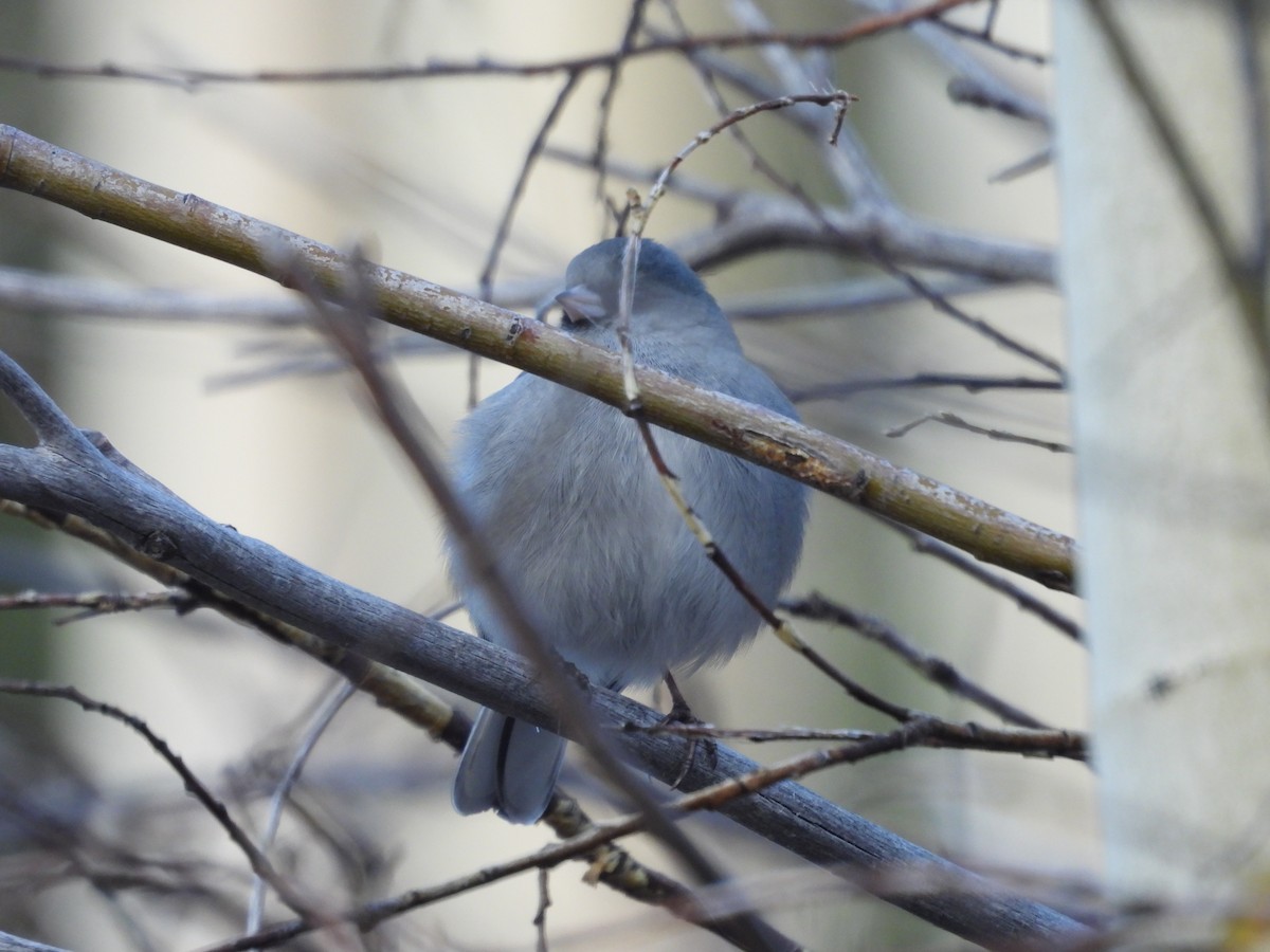 Dark-eyed Junco - ML643743911