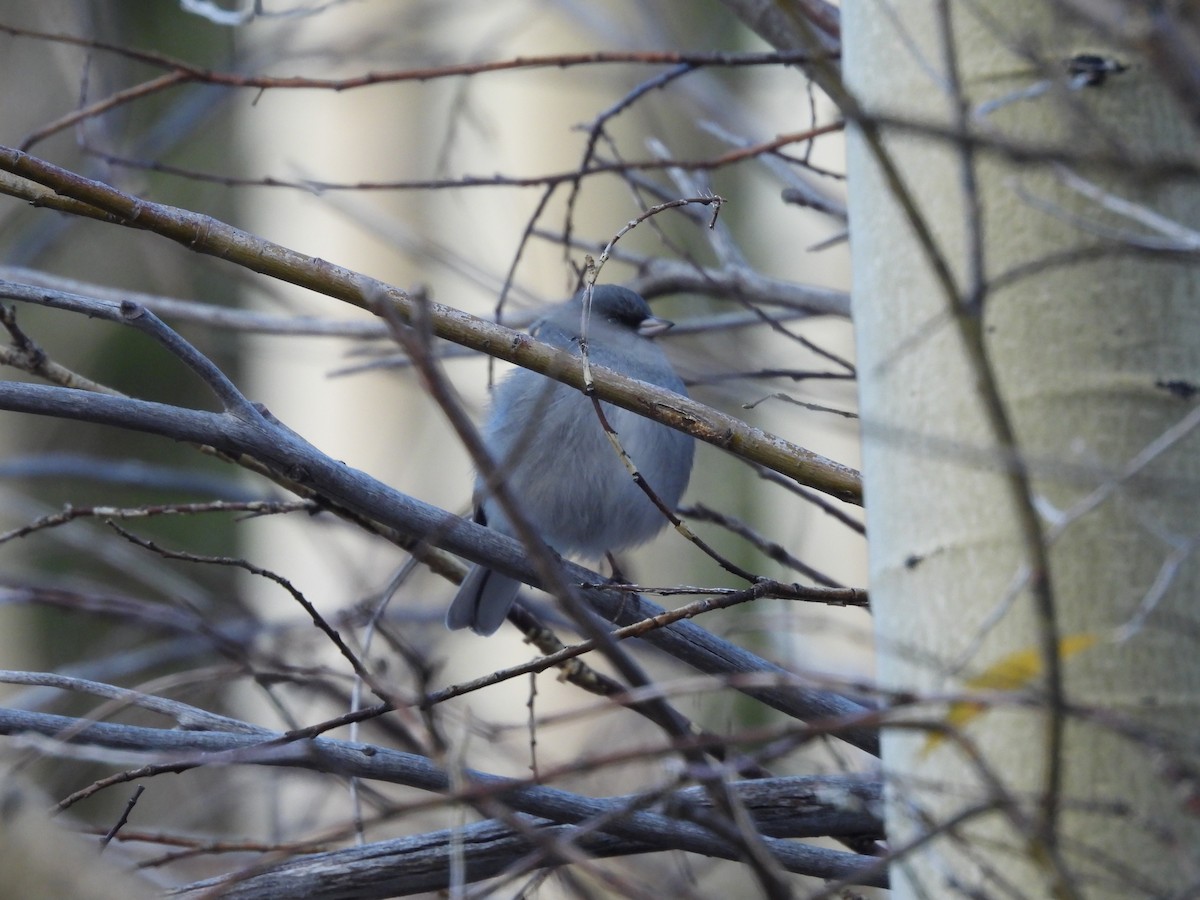 Dark-eyed Junco - ML643743912