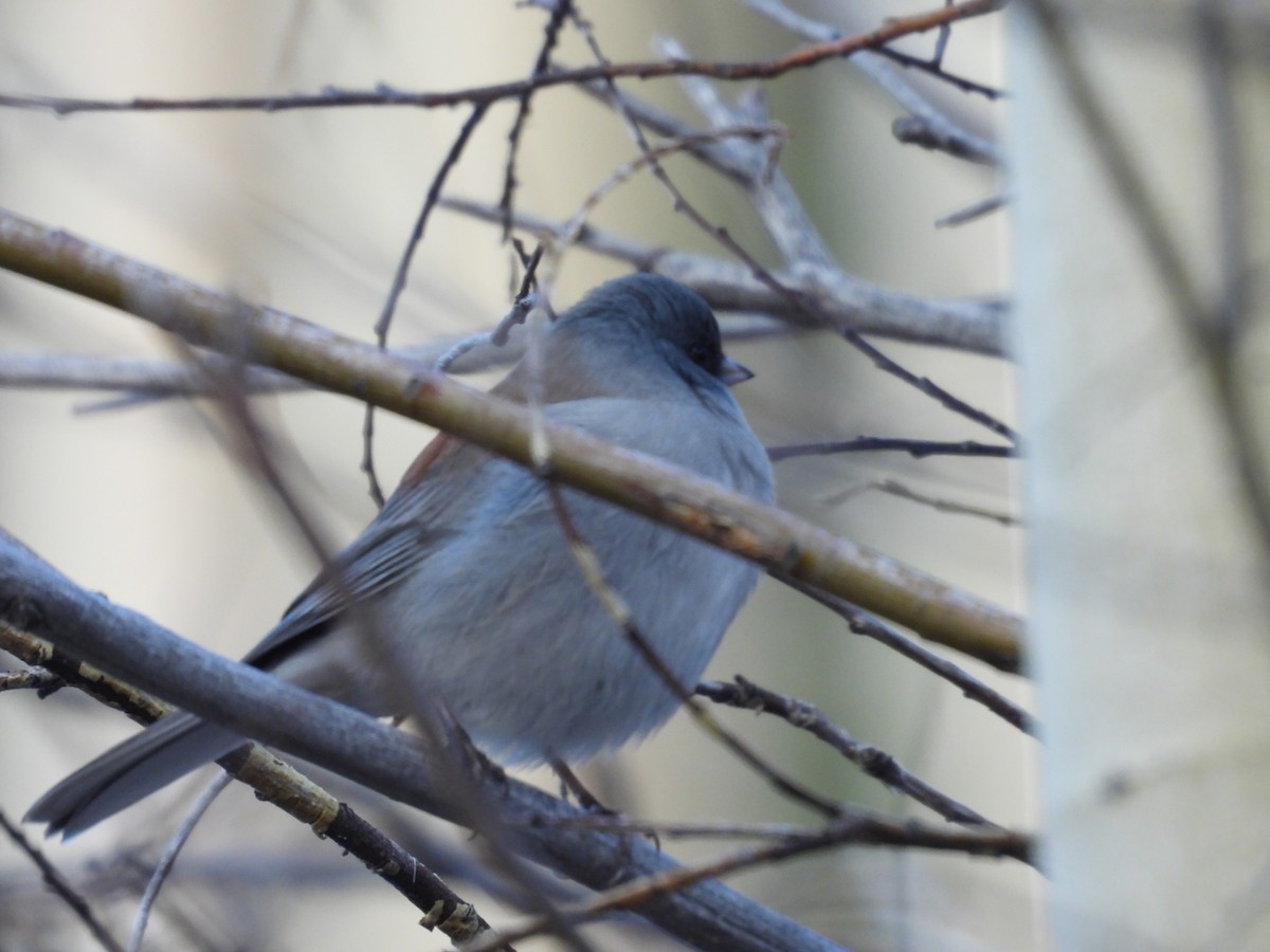 Dark-eyed Junco - ML643743913