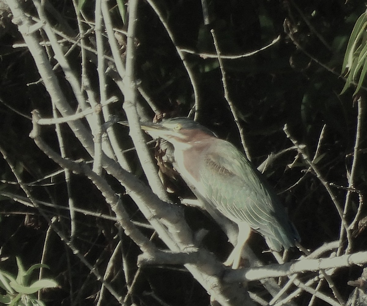 Green Heron - ML643743914