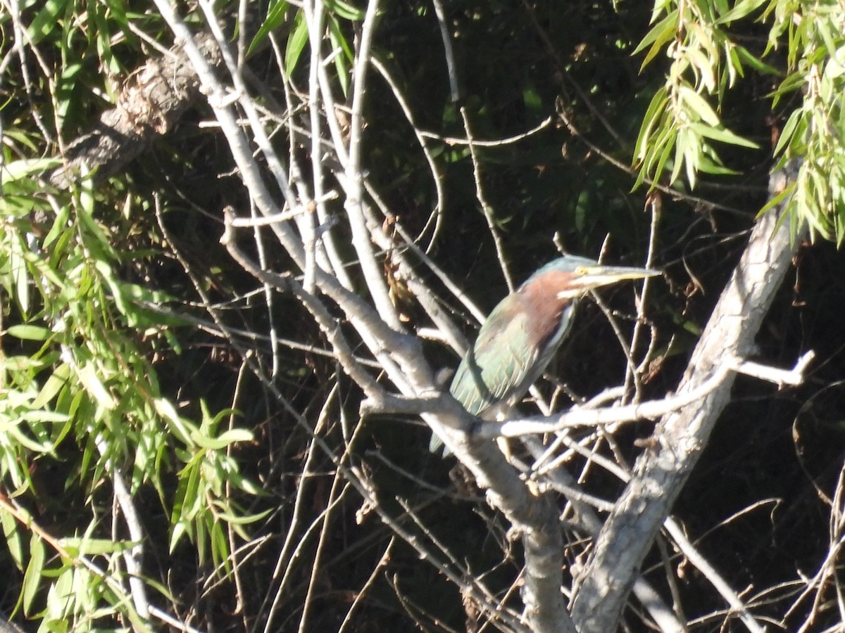 Green Heron - ML643743915
