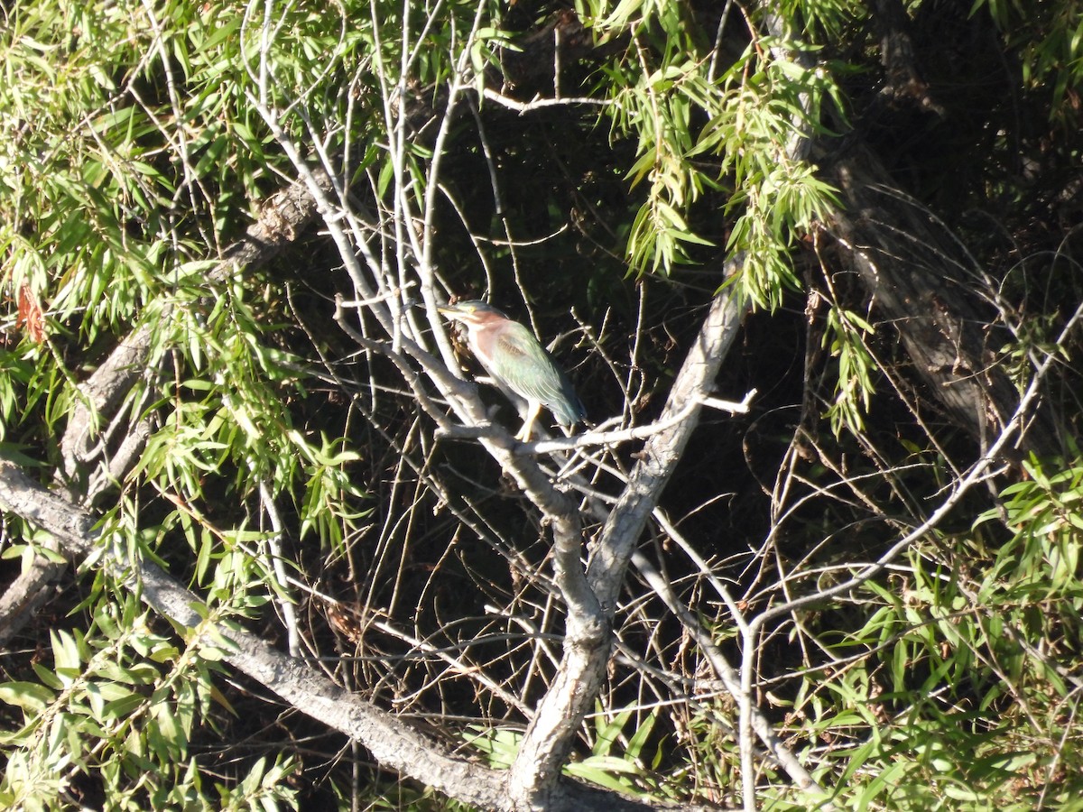 Green Heron - ML643743916