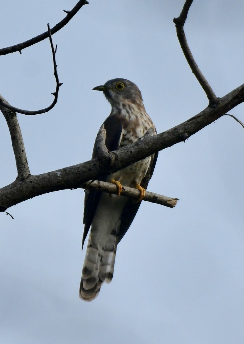 Common Hawk-Cuckoo - ML643743917