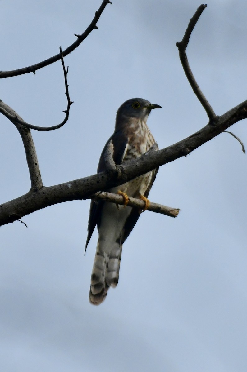 Common Hawk-Cuckoo - ML643743918