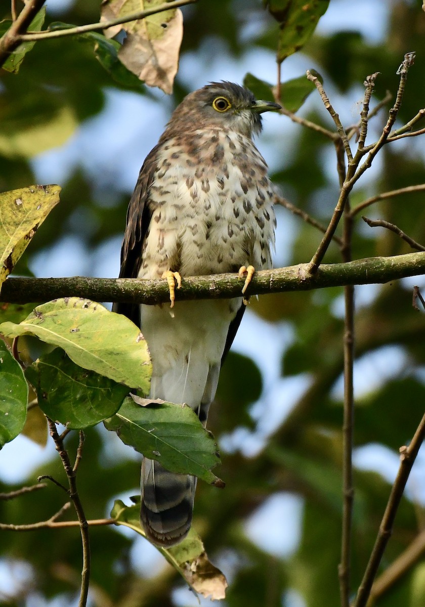 Common Hawk-Cuckoo - ML643743919