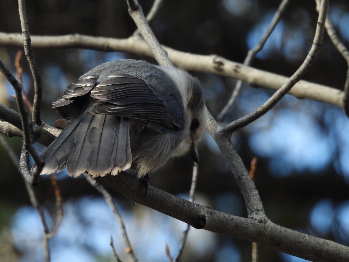 Canada Jay - ML643743920