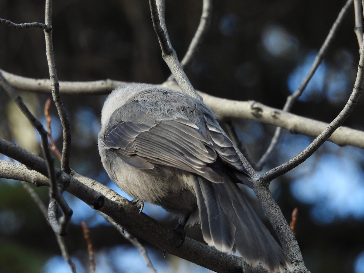Canada Jay - ML643743921