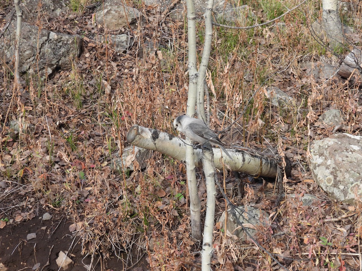 Canada Jay - ML643743922