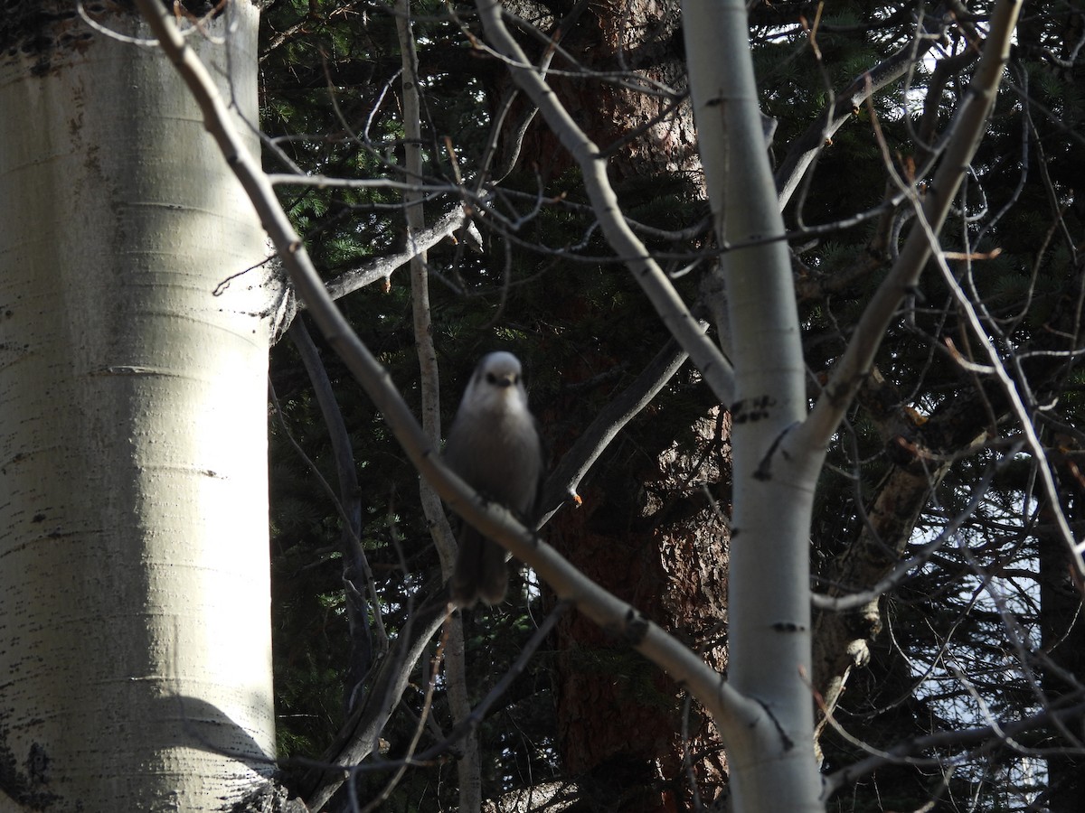 Canada Jay - ML643743923