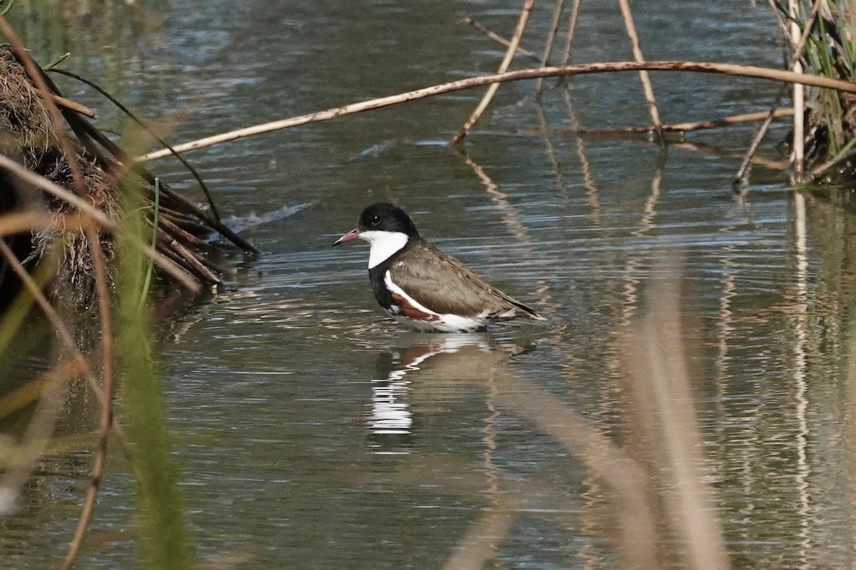 Red-kneed Dotterel - ML643743924