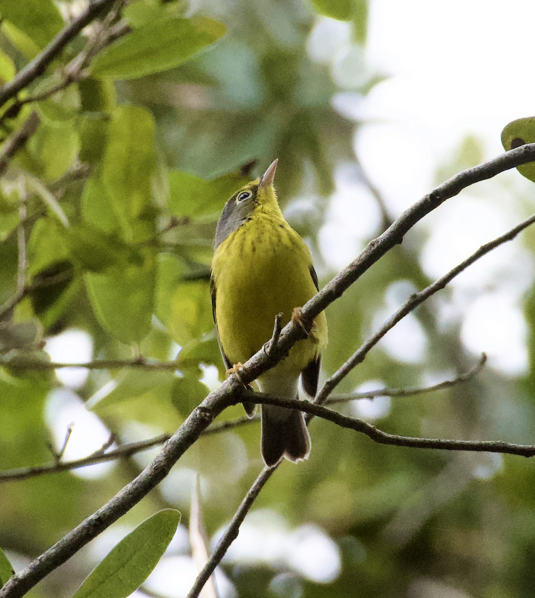 Canada Warbler - ML643743925