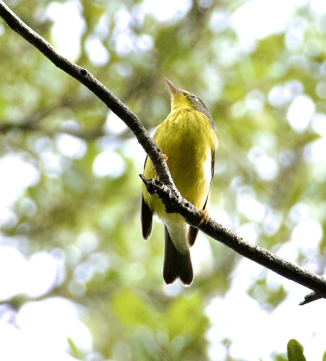 Canada Warbler - ML643743926