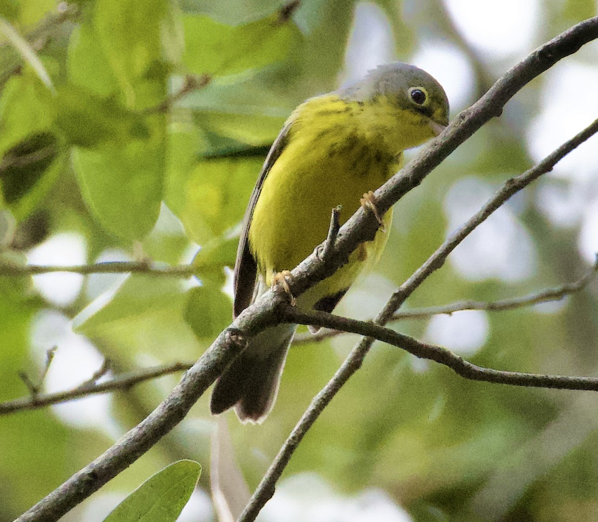 Canada Warbler - ML643743927