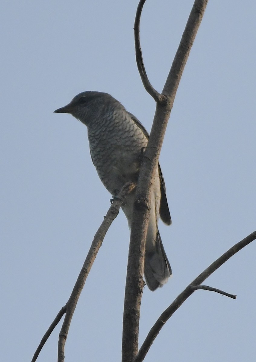 Oruguero Cabecinegro - ML643743930
