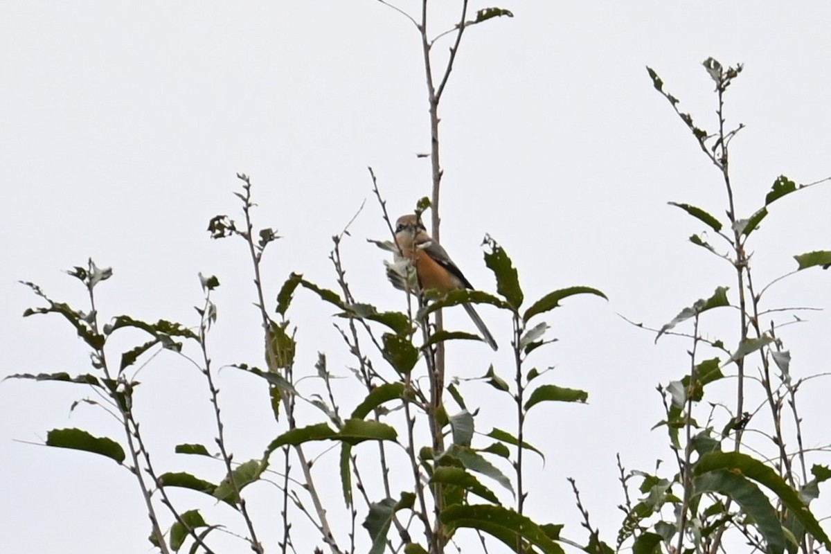 Alcaudón Bucéfalo - ML643743935