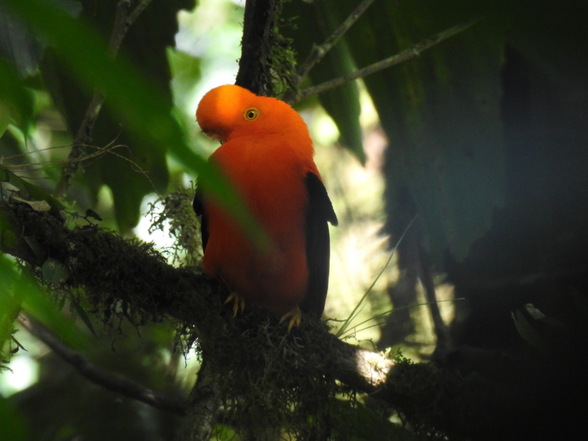 Gallito de las Rocas Peruano - ML643743941