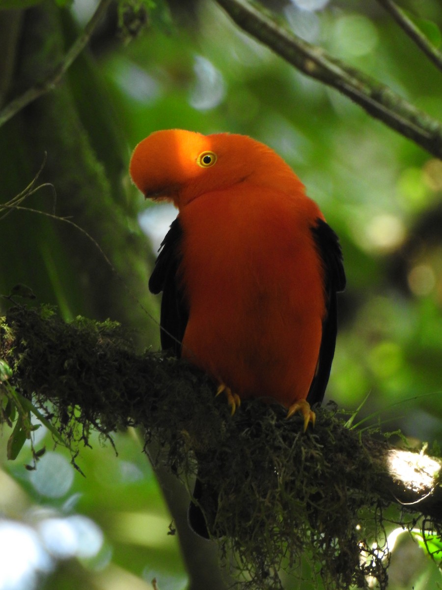 Gallito de las Rocas Peruano - ML643743947