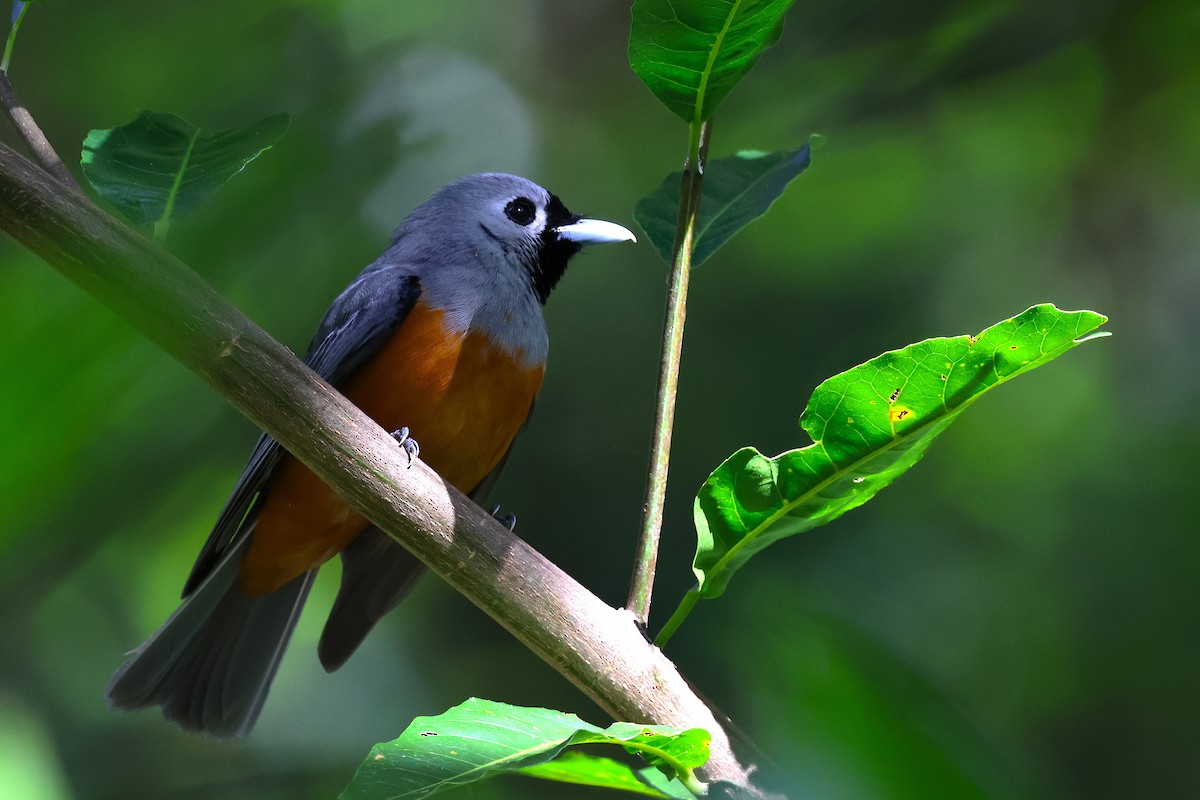 Black-faced Monarch - ML643743948