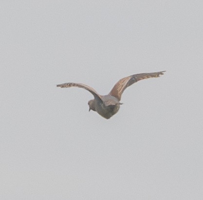 Columbidae sp. - ML643743950