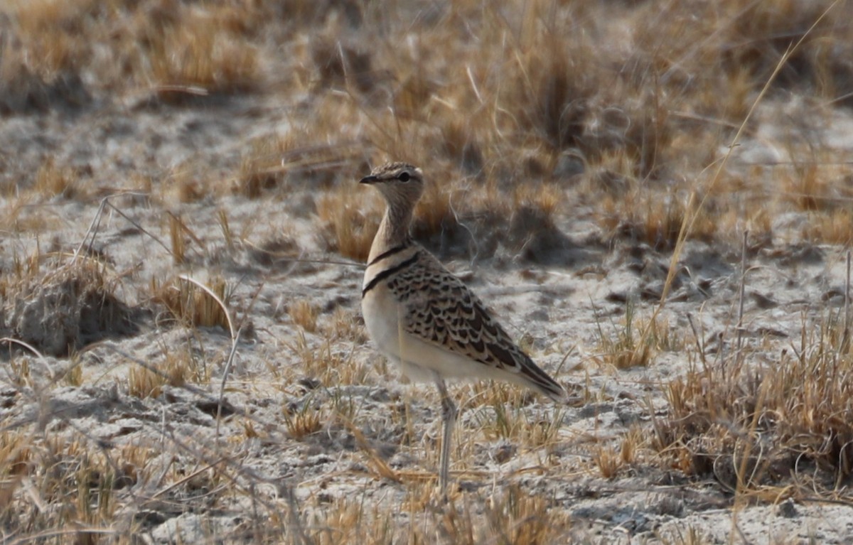 Double-banded Courser - ML643743951