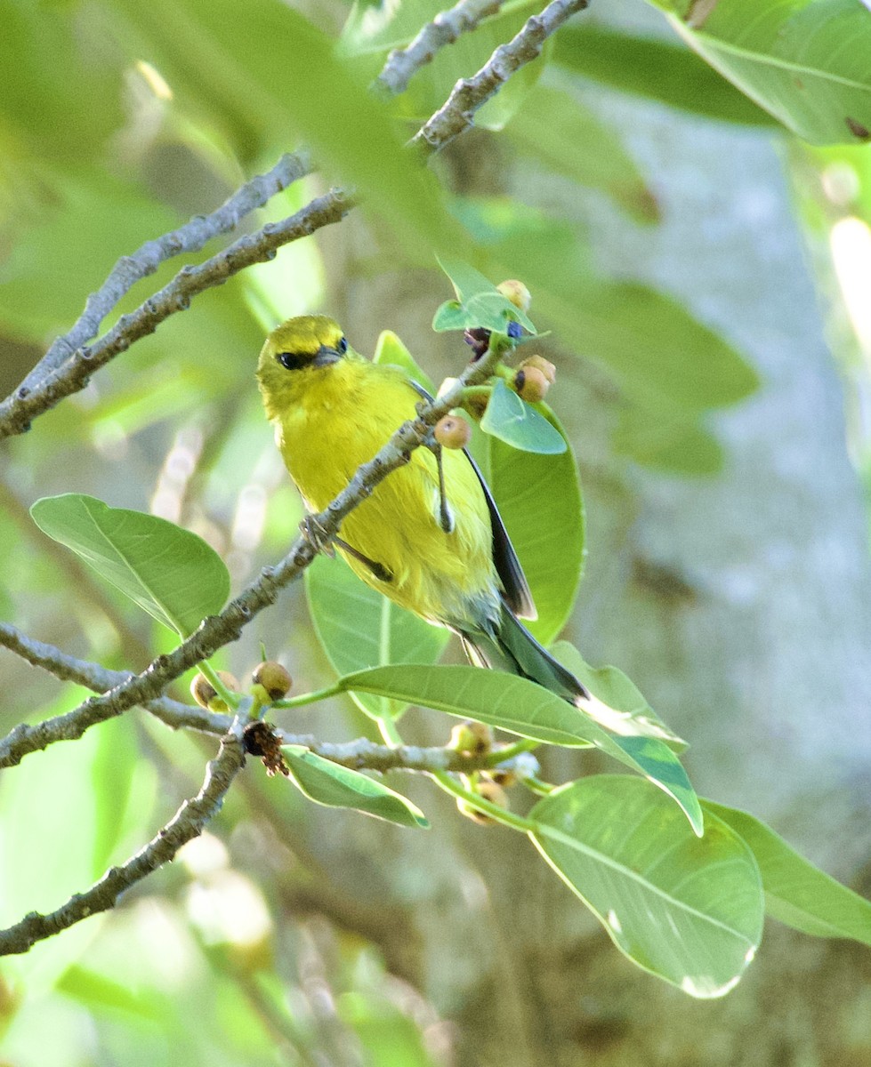 Blue-winged Warbler - ML643743956
