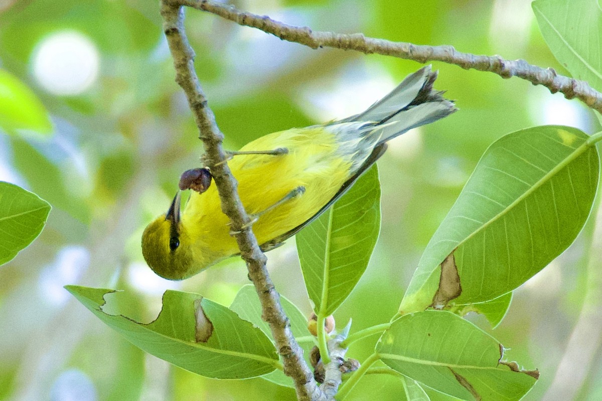 Blue-winged Warbler - ML643743957
