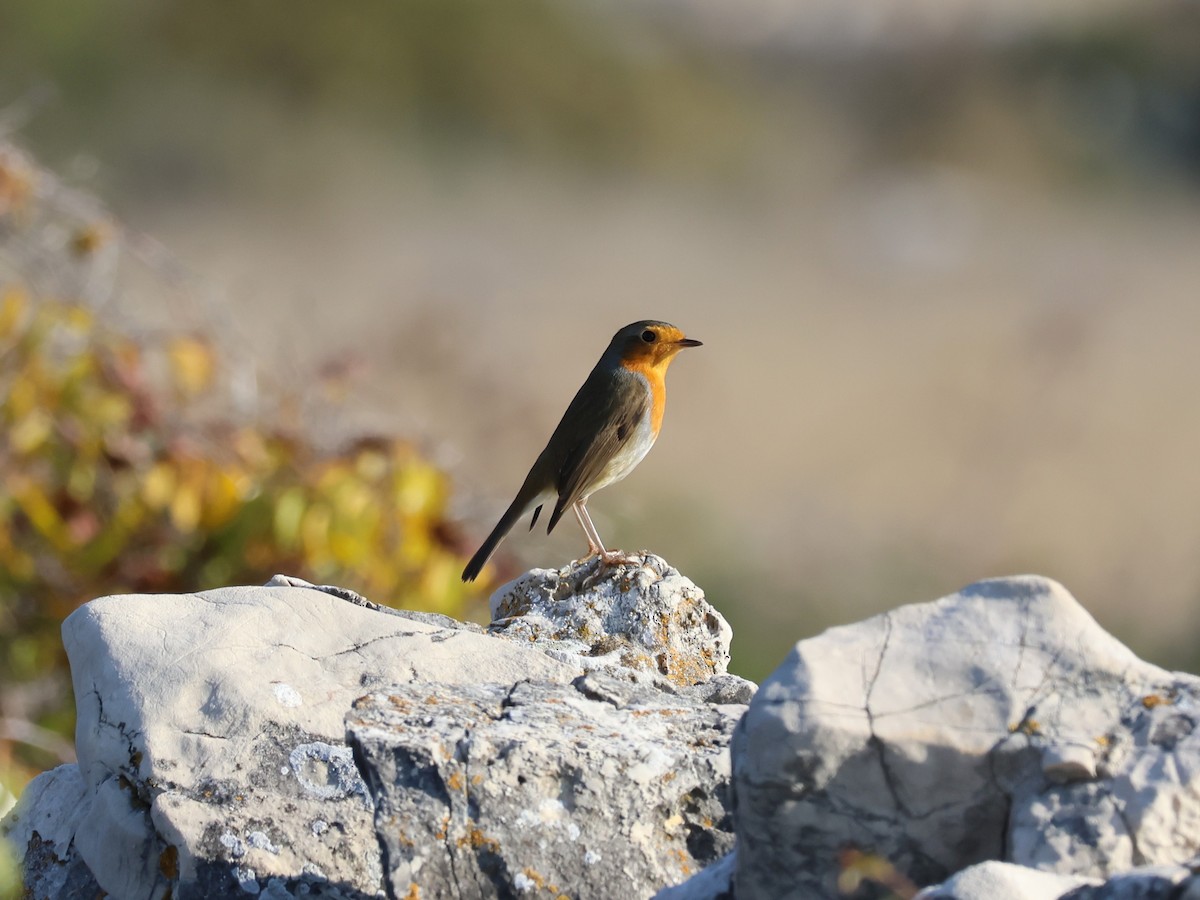 European Robin - ML643743960