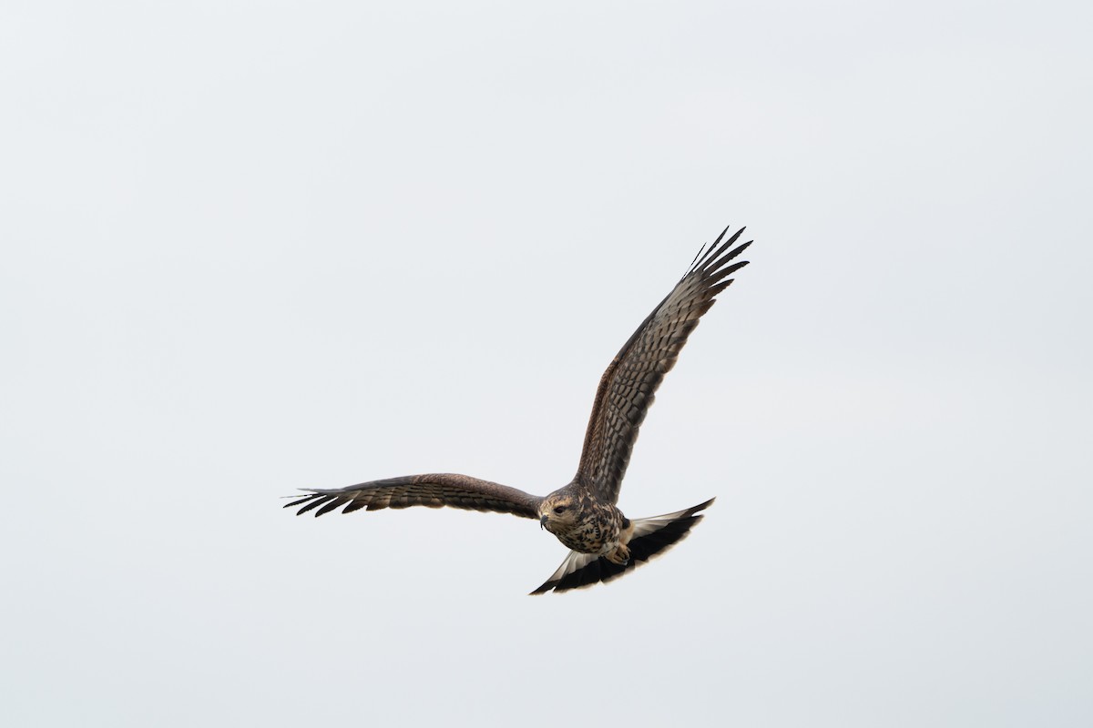 plžojed bažinný - ML643743961