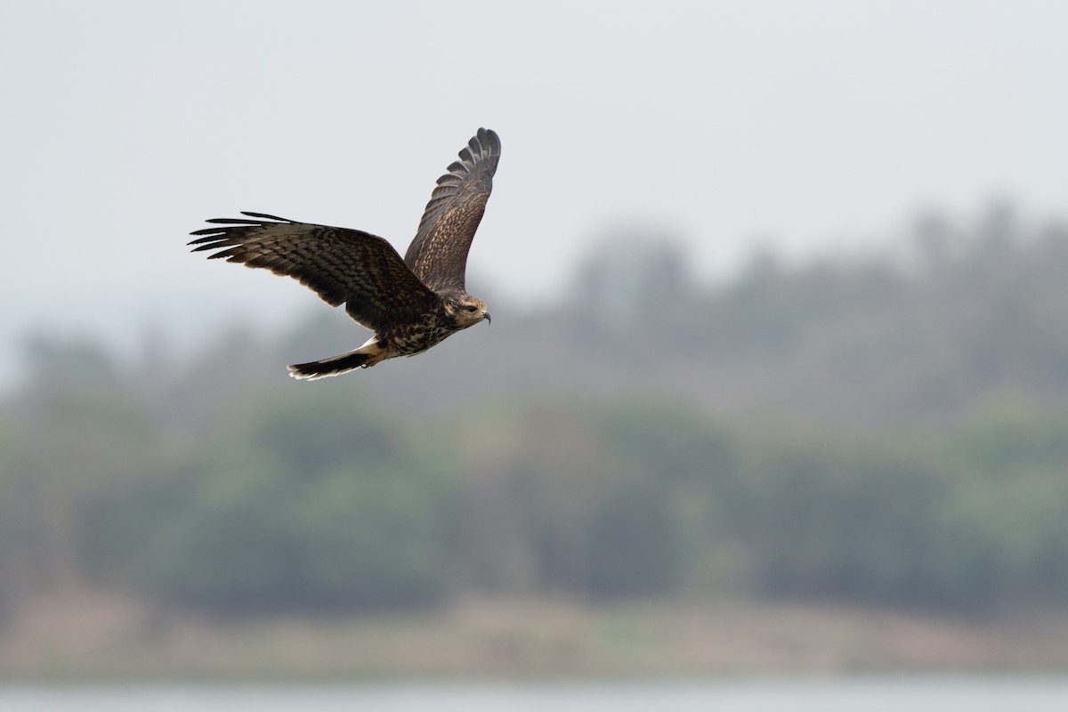 plžojed bažinný - ML643743962