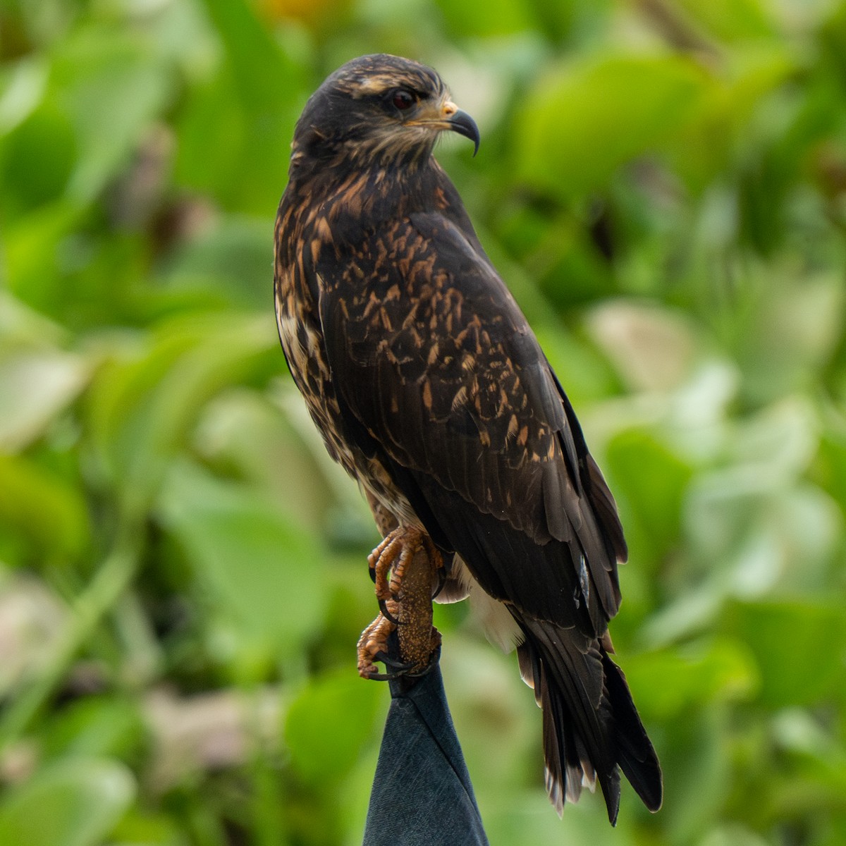 plžojed bažinný - ML643743963