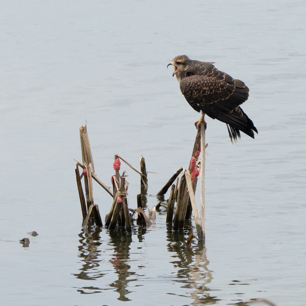 plžojed bažinný - ML643743964