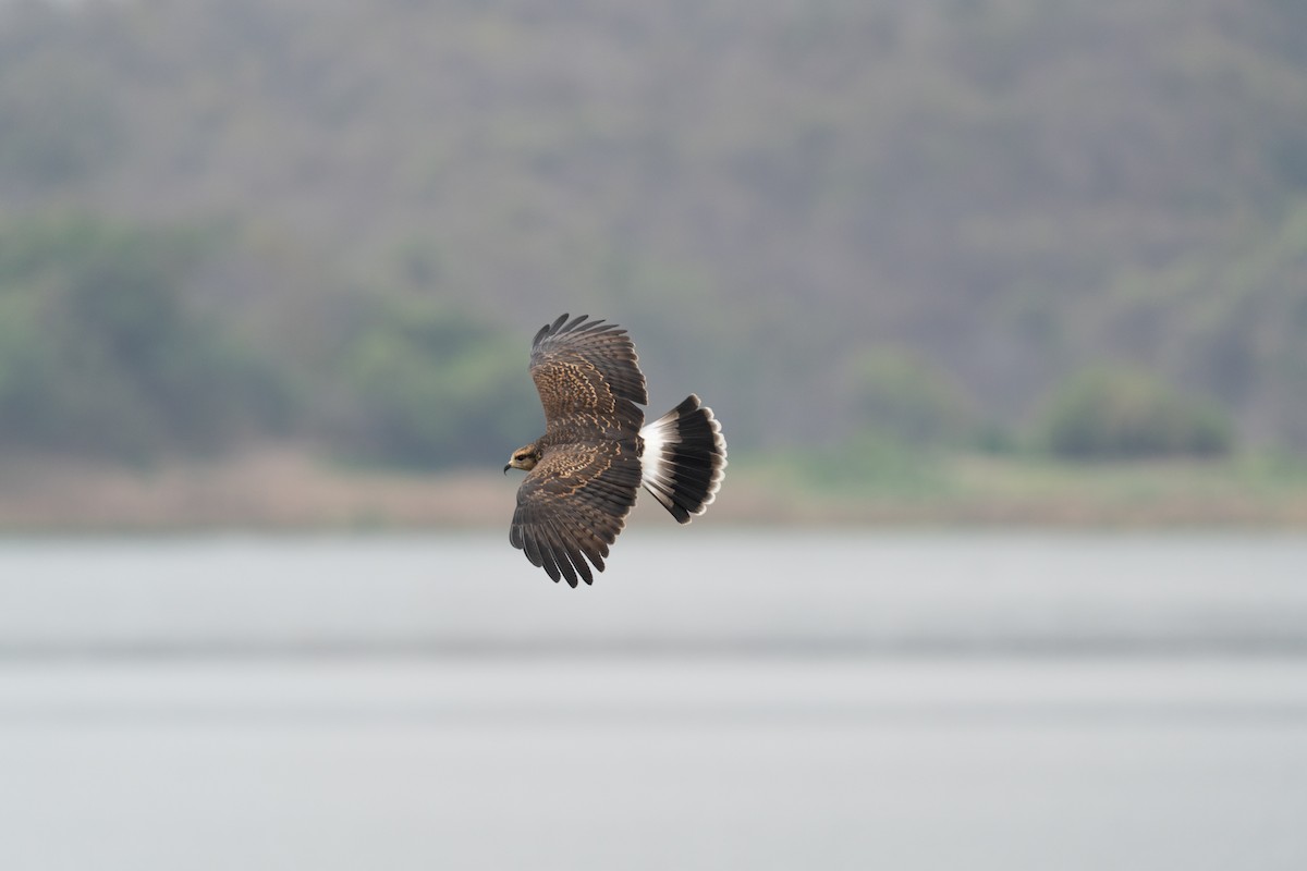 plžojed bažinný - ML643743965