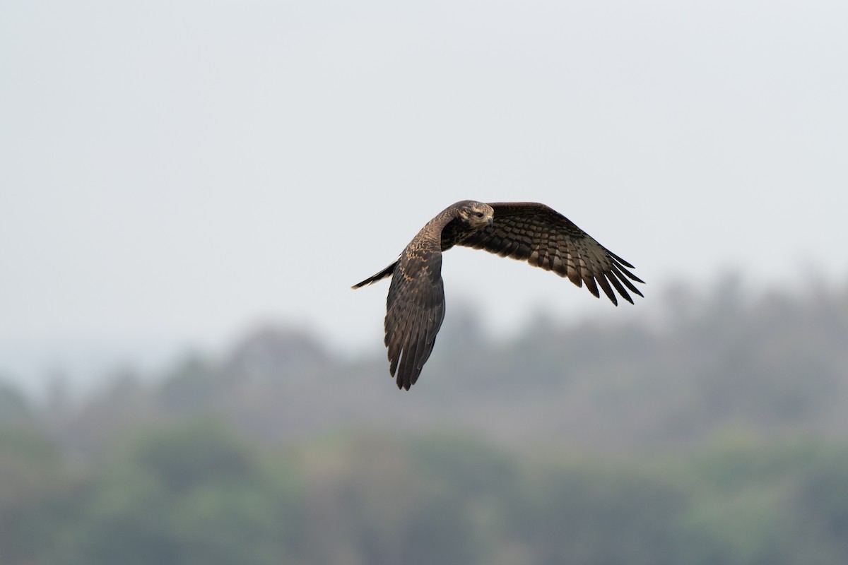 plžojed bažinný - ML643743966