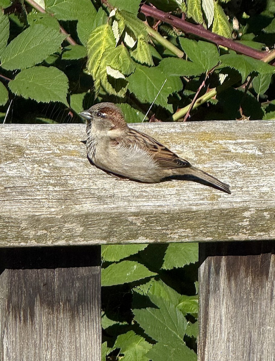 House Sparrow - ML643743979