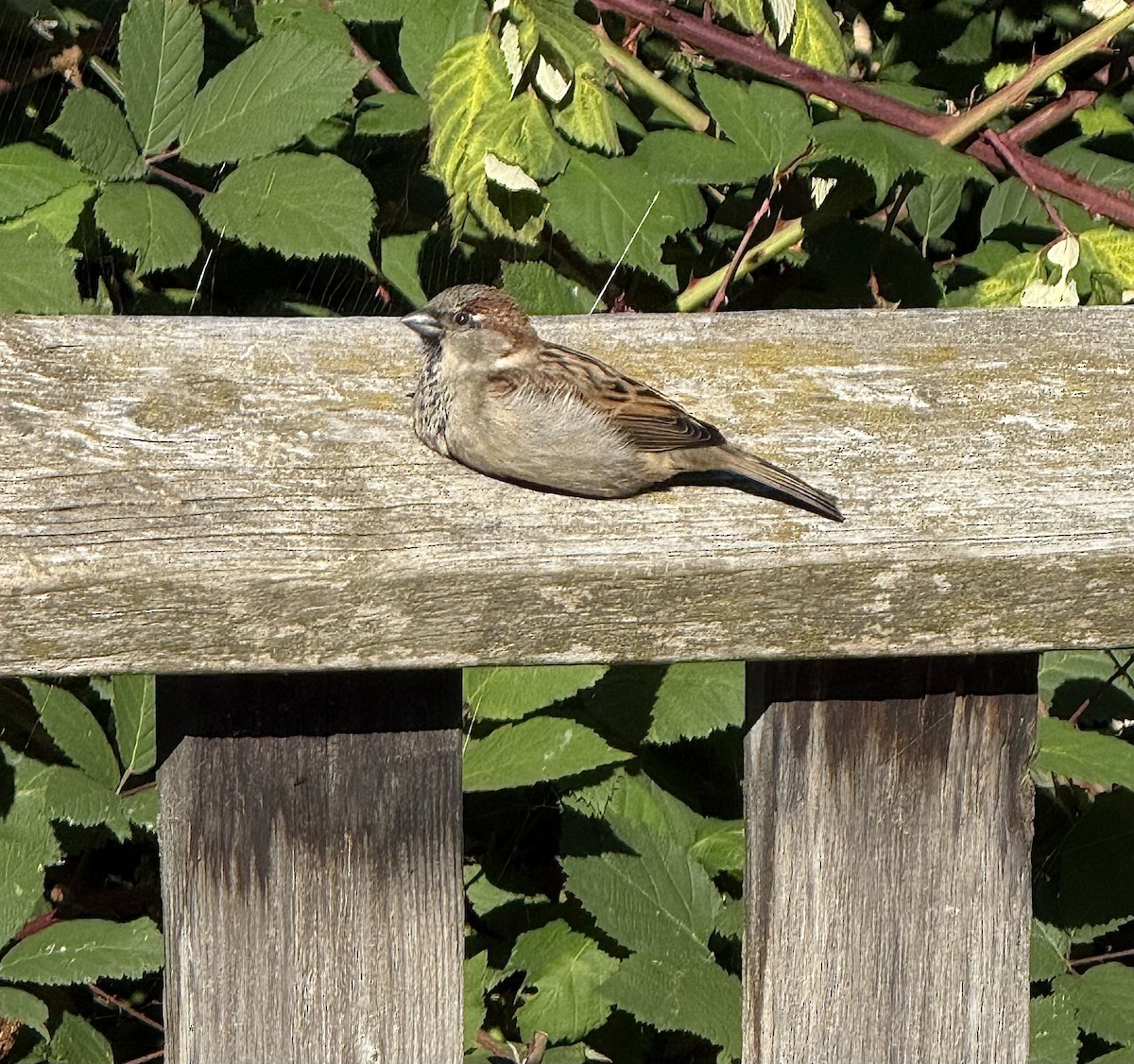 House Sparrow - ML643743980
