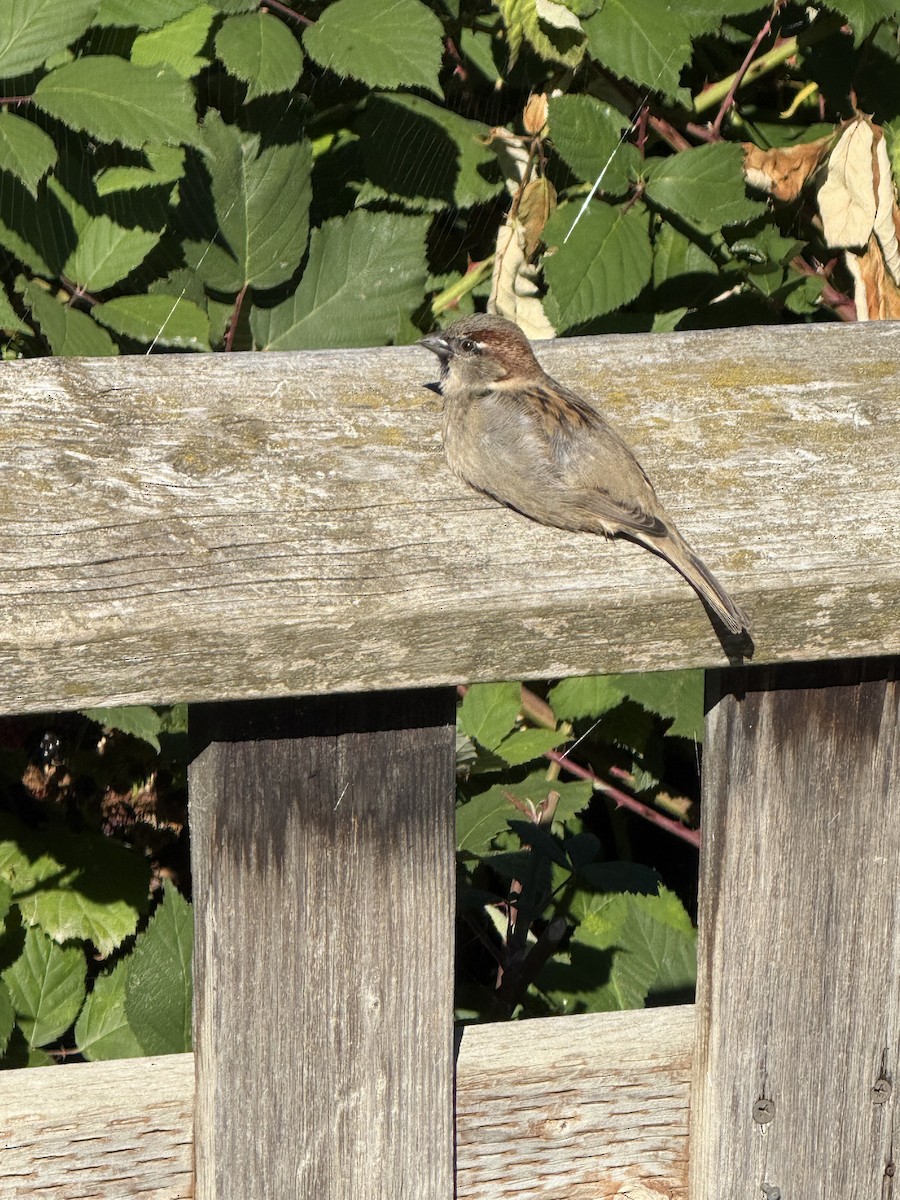 House Sparrow - ML643743981