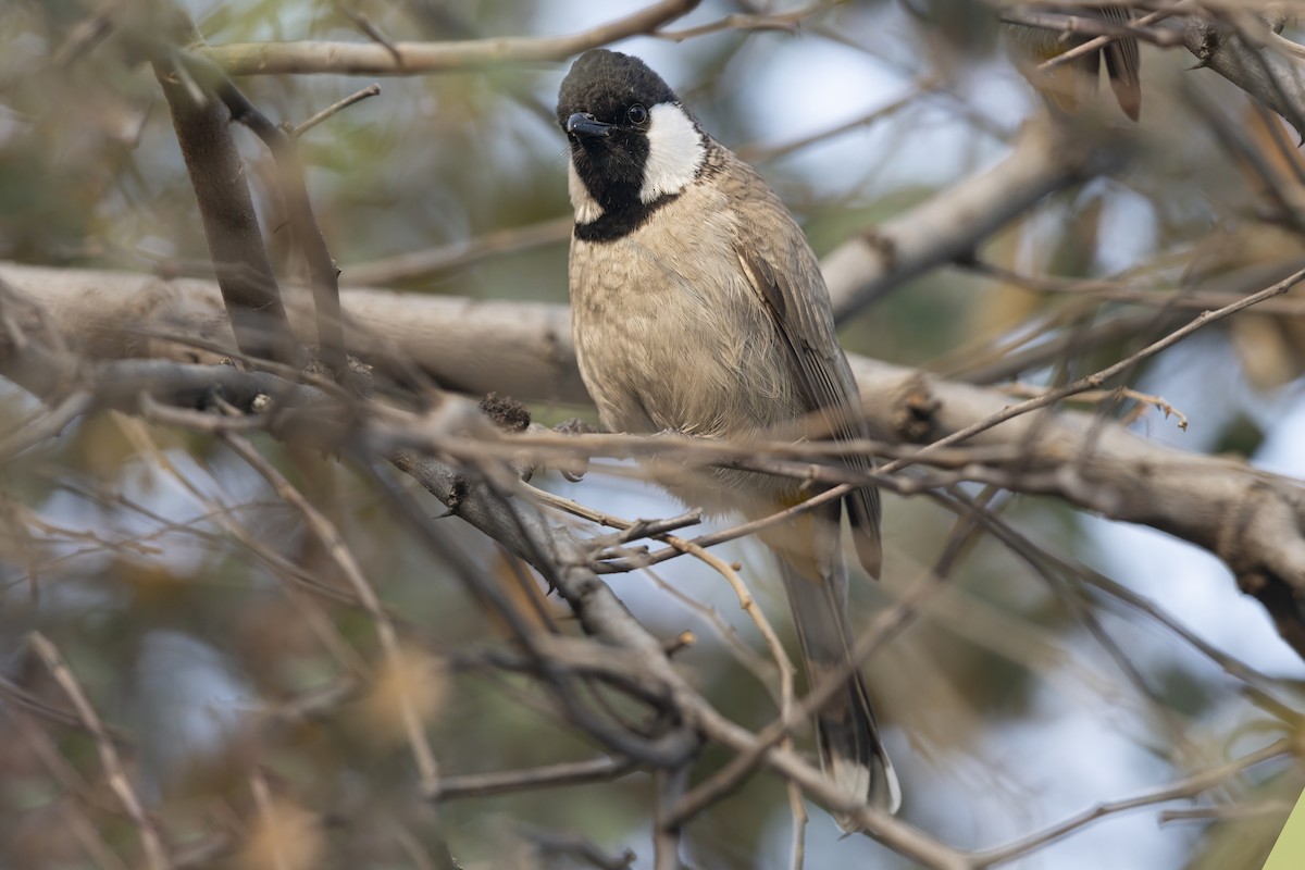 White-eared Bulbul - ML643743982